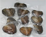 10X Zoetwater oester