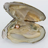 3X Zoetwater oester