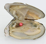 3X Zoetwater oester